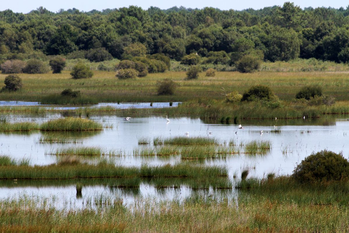 Réserve Naturelle Nationale De L'étang De Cousseau
